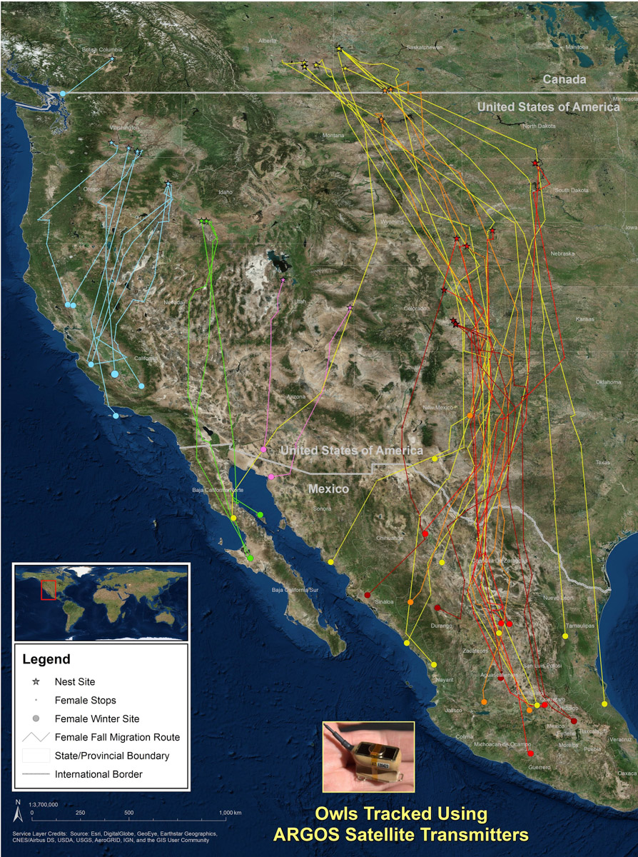 Using satellite transmitters, researchers have tracked the migration routes of burrowing owls. Most owls that nest on the Northern Great Plains stop for a “layover” in West Texas during their migrations. Image courtesy of David Johnson