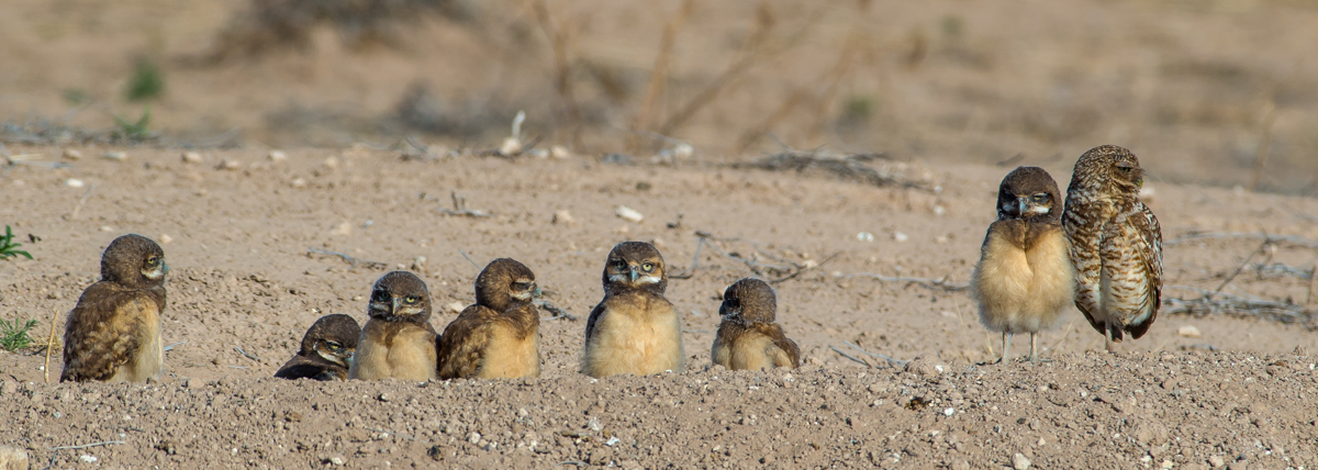 map of western burrowing owls are found where in texas