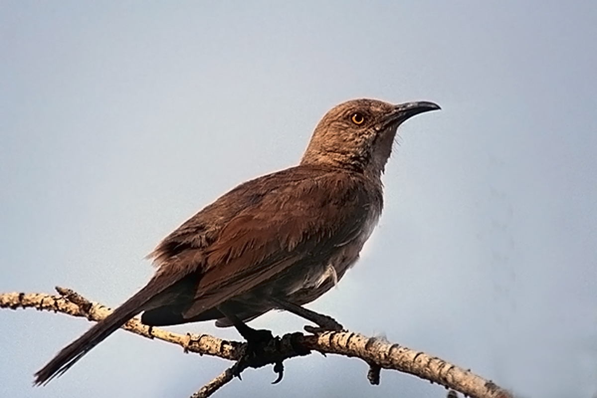 Photograph by Peter Wallack. The curve-billed thrasher has been described as the “default desert bird.” Its call is a quick double-whistle. But in spring, its elaborate song is one of the many that sounds across the plains and deserts of West Texas.