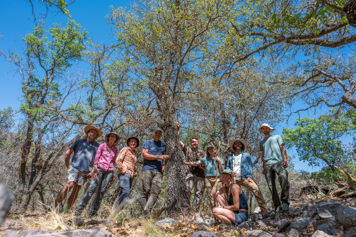 Photograph by U.S. Botanic Garden. Researchers stand around the only known Quercus tardifolia tree, after finding the oak in Big Bend National Park in May.