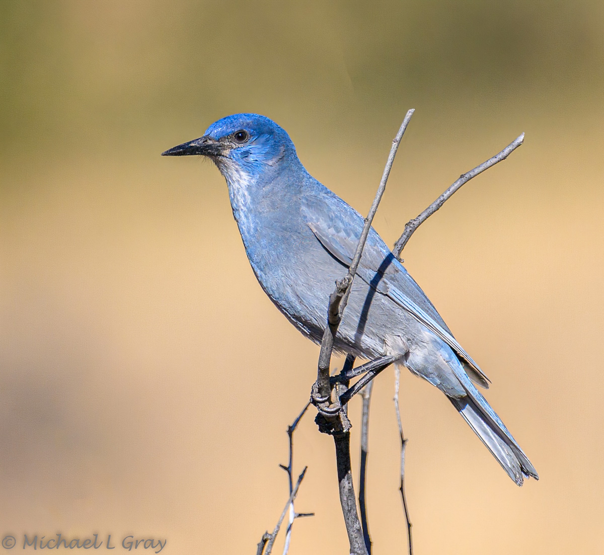 Photograph by Michael Gray. Highly social birds, pinyon jays live in “colonies” with siblings and kin. Often, individual birds will serve as scouts or sentries.