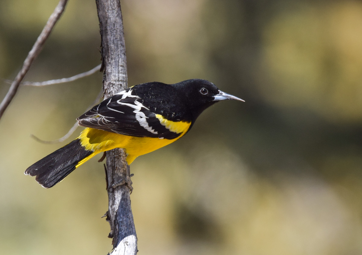 Photograph by Andy Reago & Chrissy McClarren. With their flute-like songs and bright yellow plumage, Scott's orioles bring both color and melody to West Texas in spring and summer.